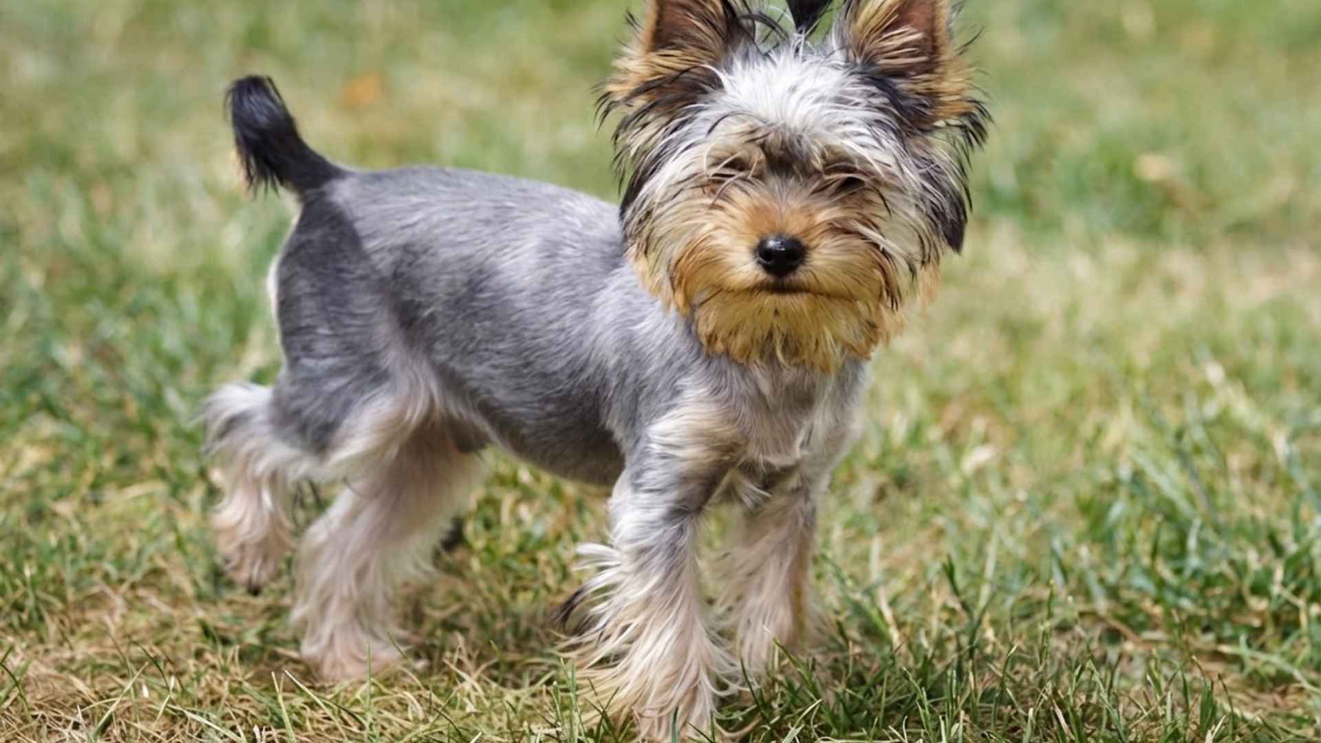 síntomas luxación rótula perros